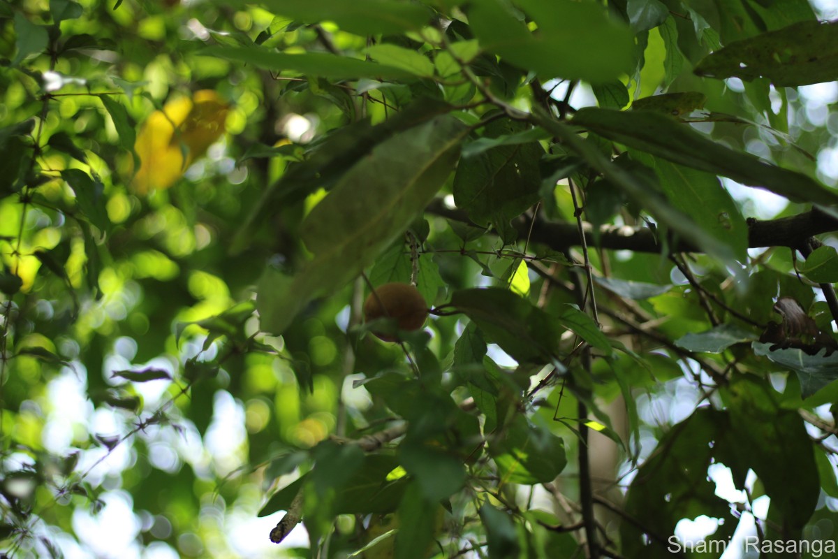 Myristica ceylanica A.DC.